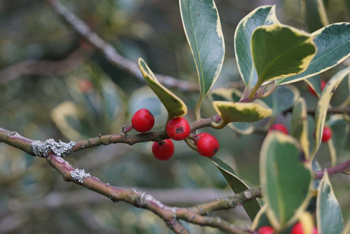 Ilex aquifolium 'Handsworth New Silver' meerstammig / struik bloem
