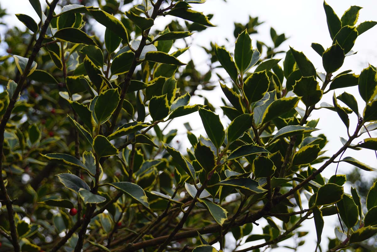 Ilex aquifolium 'Handsworth New Silver' Tuinplanten twijg