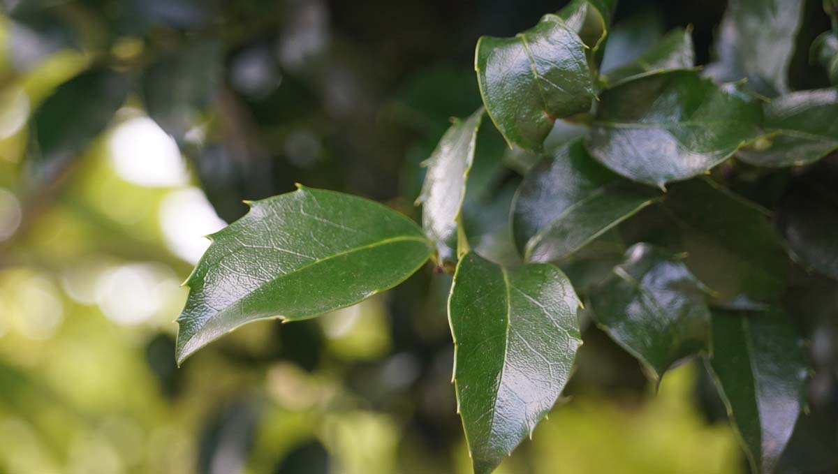 Ilex meserveae 'Mesid' haagplant blad