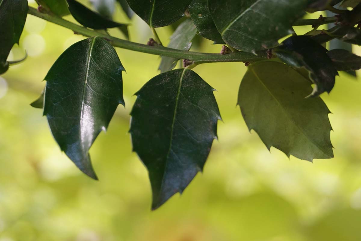 Ilex meserveae 'Mesid' haagplant blad