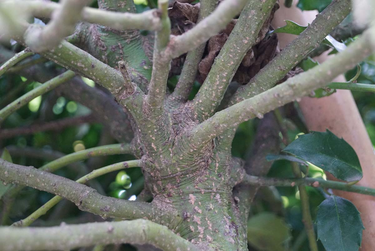 Ilex meserveae 'Mesid' meerstammig / struik stam