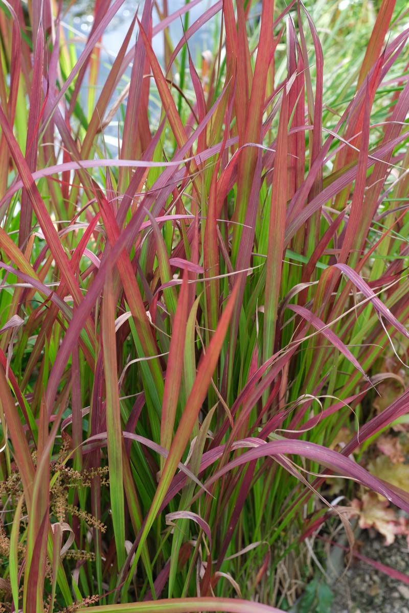 Imperata cylindrica 'Red Baron' op stam blad