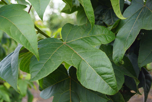 Liquidambar acalycina meerstammig / struik blad