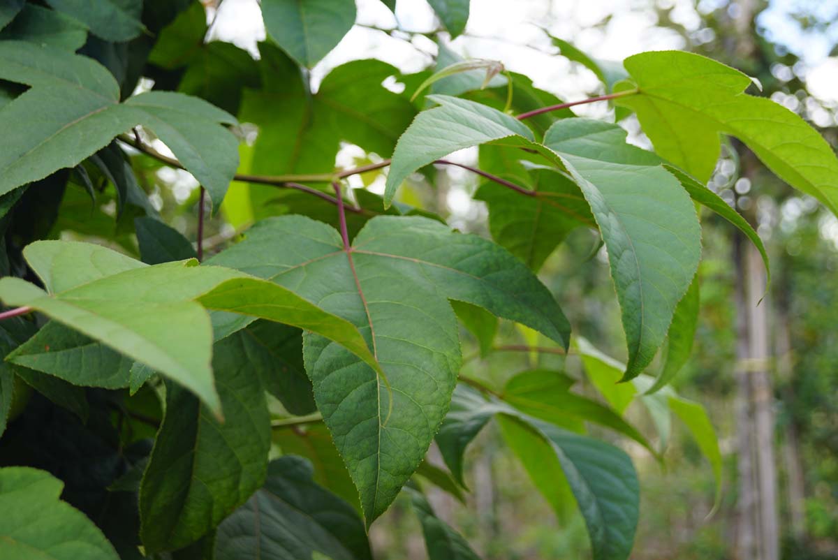 Liquidambar acalycina meerstammig / struik twijg
