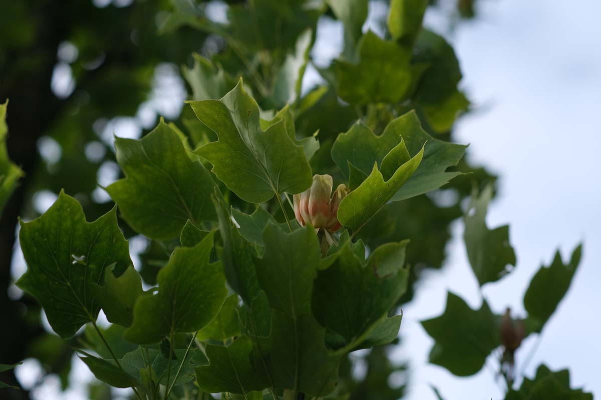 Liriodendron tulipifera meerstammig / struik bloem