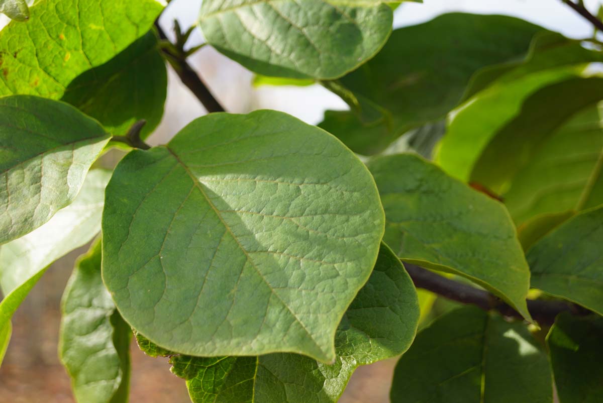 Magnolia 'Big Dude' op stam blad