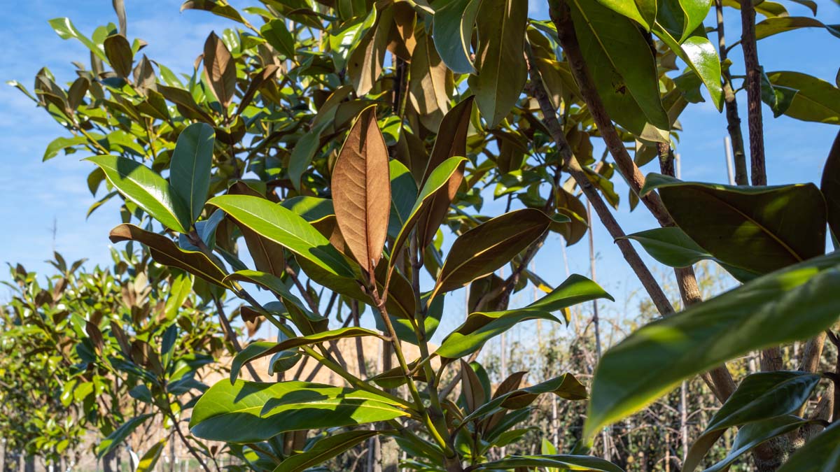 Magnolia grandiflora op stam blad