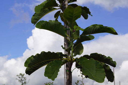 Magnolia officinalis biloba op stam blad