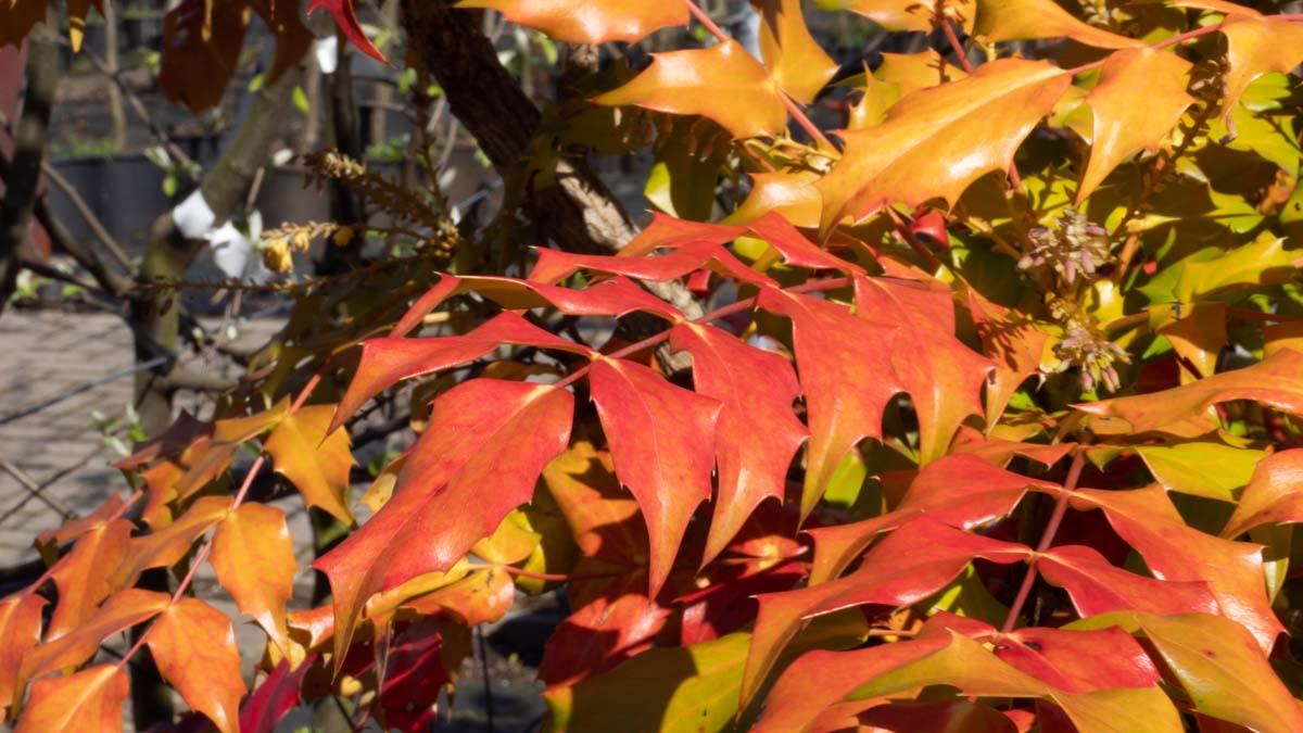 Mahonia japonica herfstleur