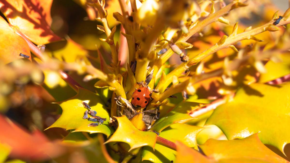 Mahonia japonica biodiversiteit