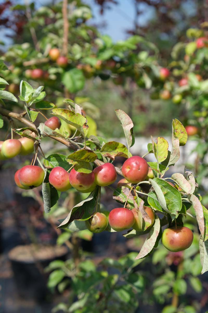 Malus 'Butterball' solitair vrucht