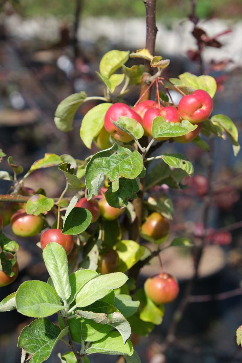 Malus 'Butterball' leiboom appel