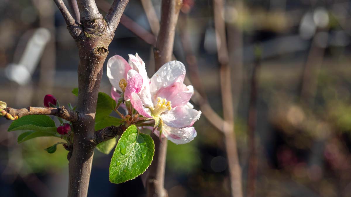 Malus domestica 'Alkmene' op stam bloem