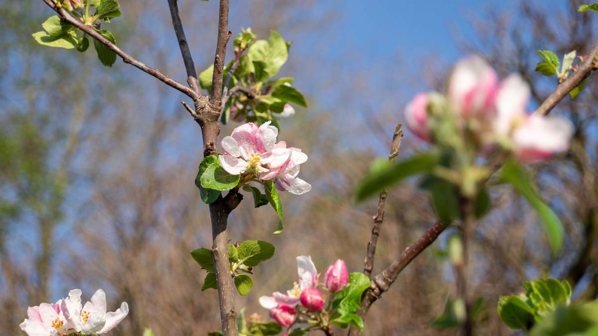 Malus domestica 'Alkmene' op stam bloesem