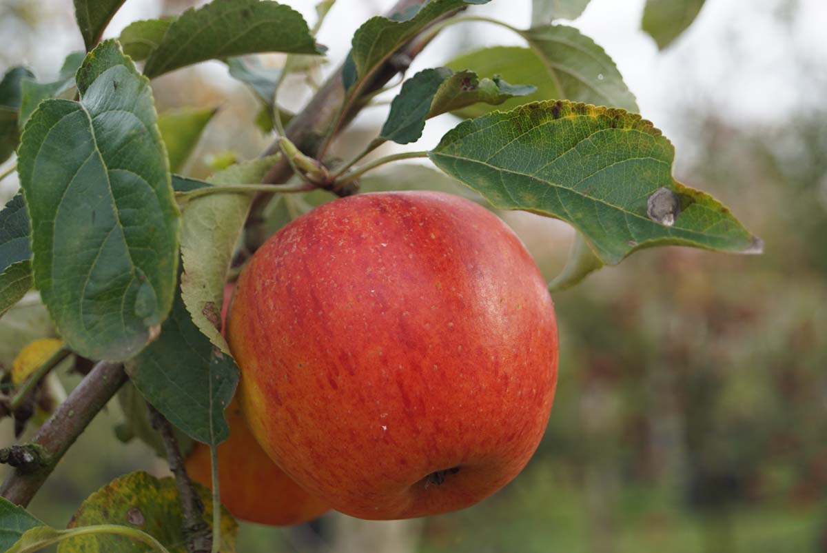 Malus domestica 'Elstar' Tuinplanten appel