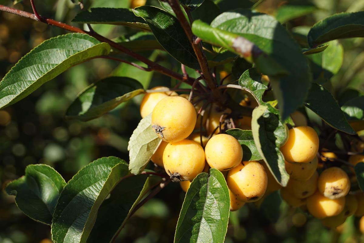 Malus 'Golden Henry' Tuinplanten vrucht