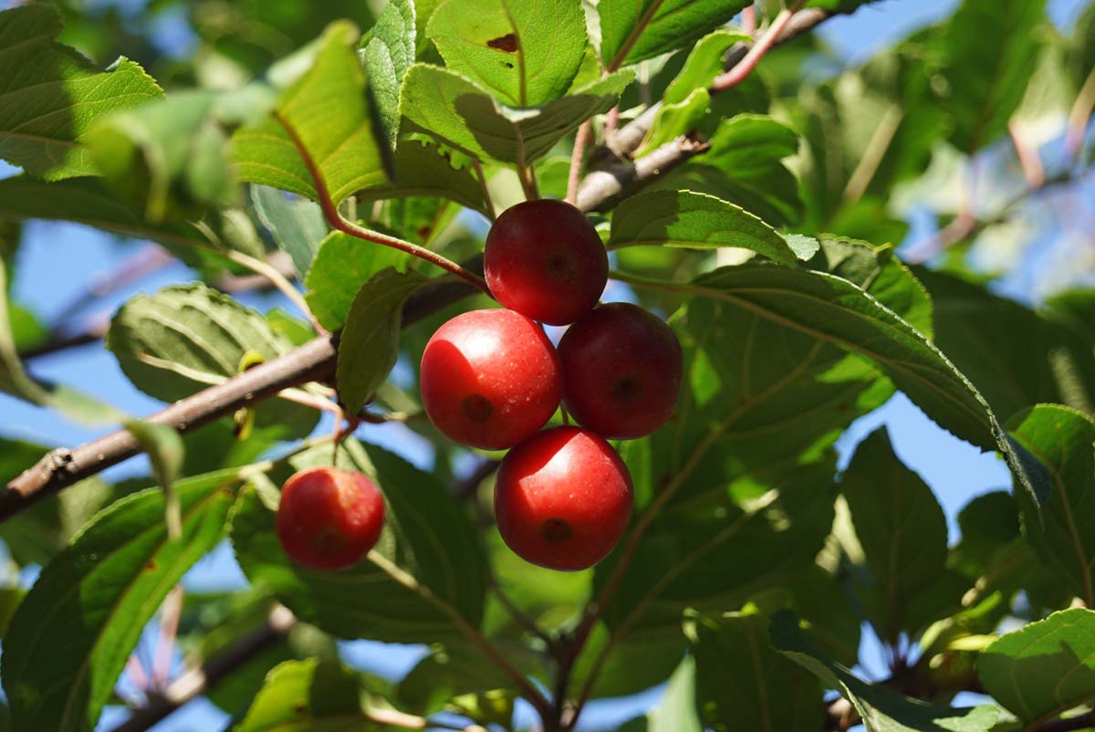 Malus 'Ydun' op stam vrucht