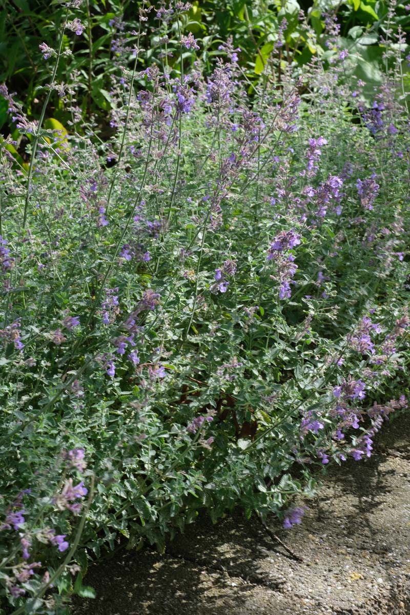 Nepeta faassenii blad