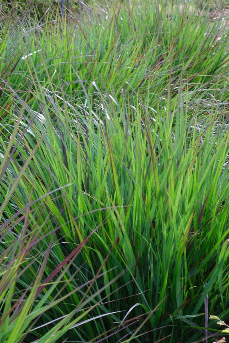 Panicum virgatum 'Heiliger Hain' blad