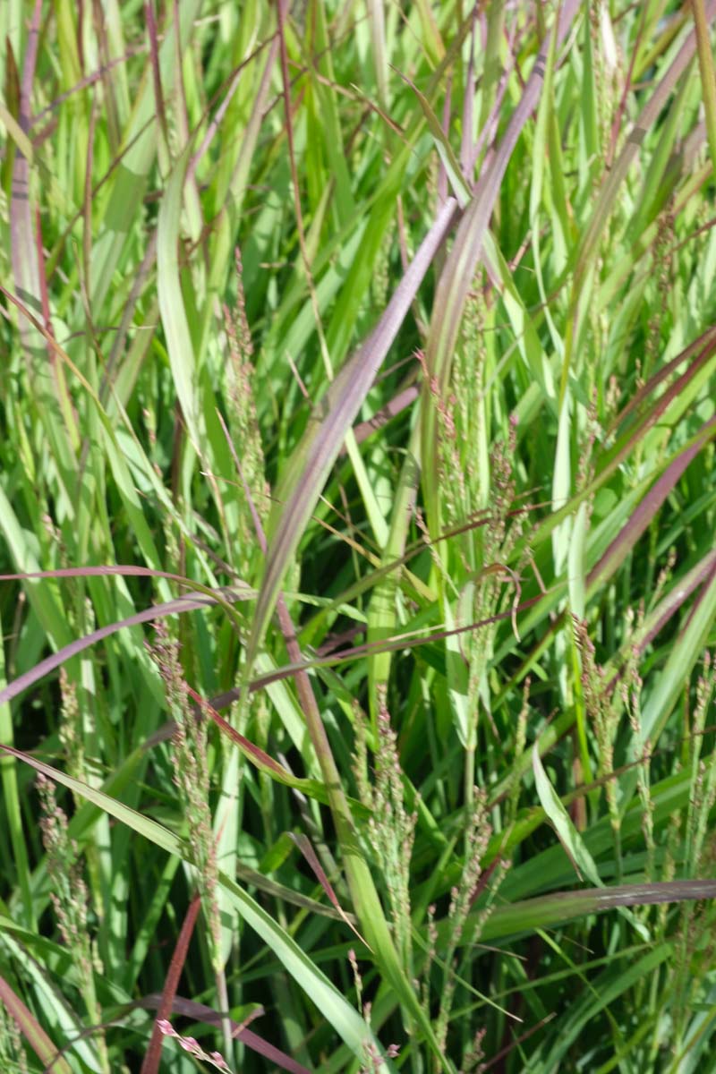 Panicum virgatum 'Rehbraun' blad