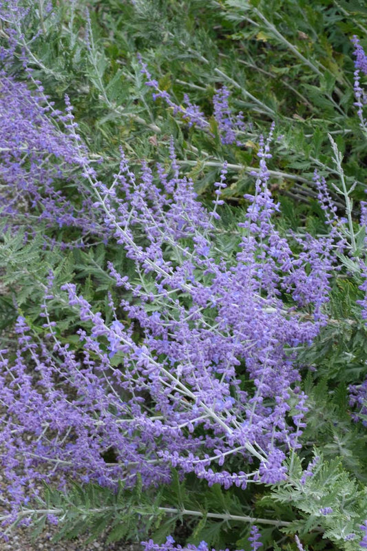 Perovskia 'Blue Spire' bloem