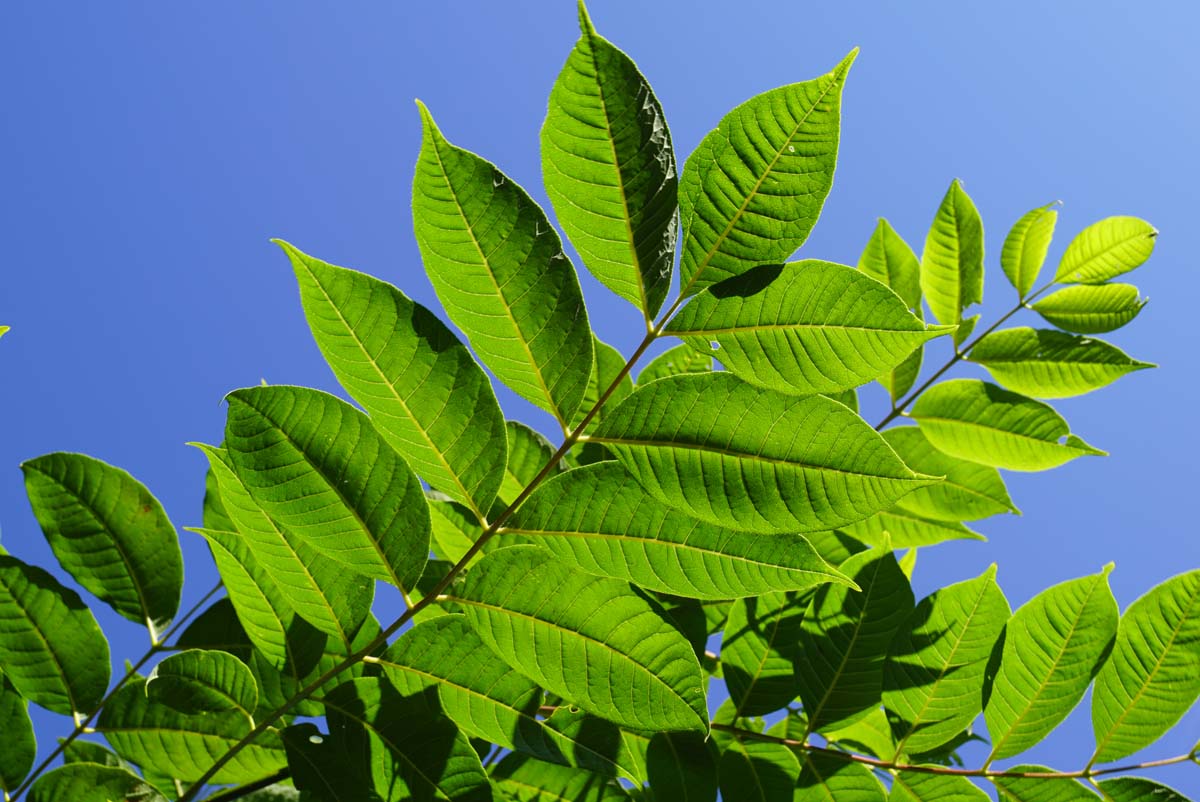 Phellodendron amurense solitair blad