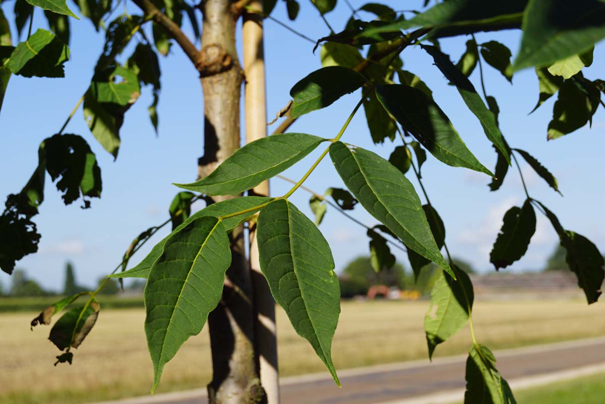 Phellodendron amurense solitair blad