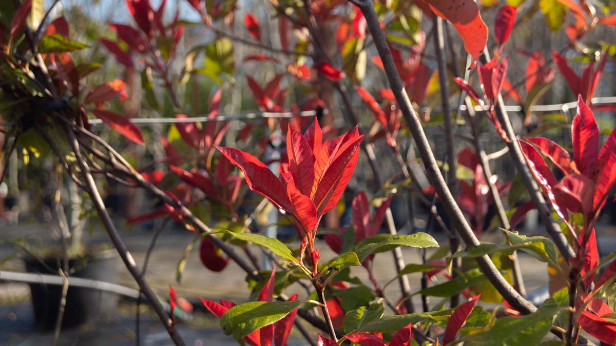 Photinia fraseri 'Camilvy' leiboom blad