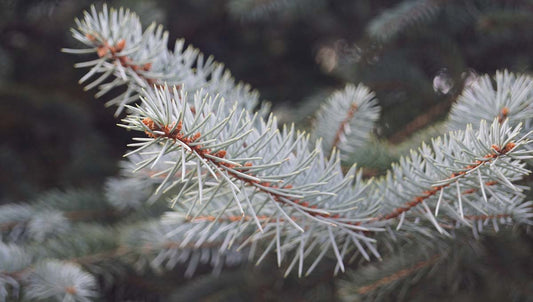 Picea glauca naald