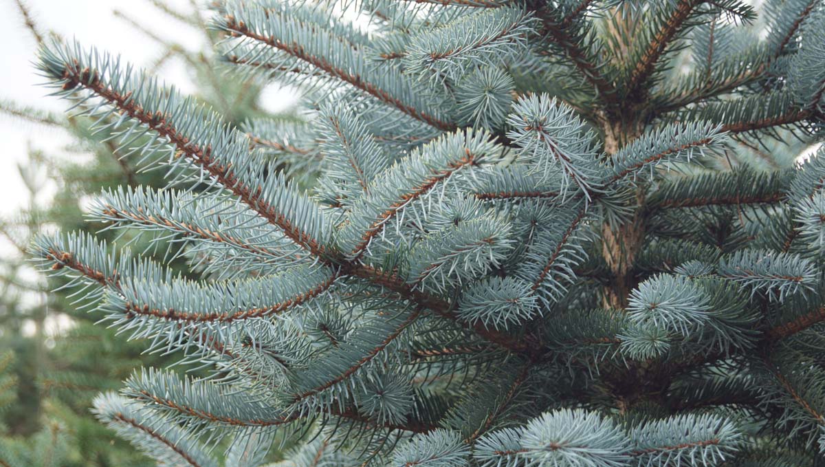 Picea glauca twijg