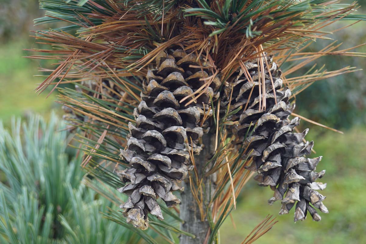 Pinus flexilis 'Vanderwolf's Pyramid' solitair kegel