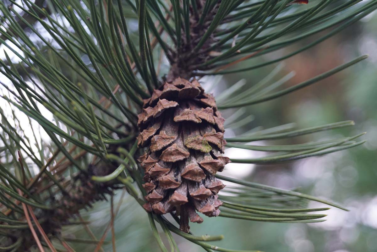Pinus heldreichii Tuinplanten kegel