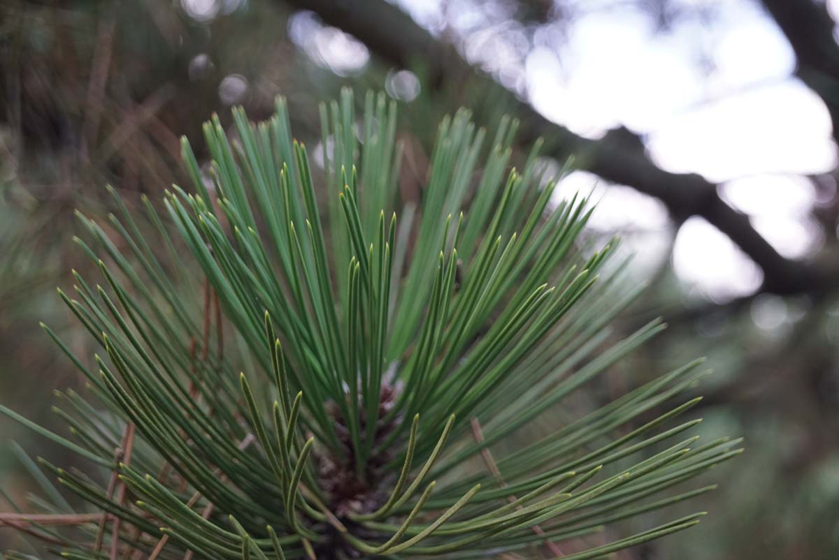 Pinus heldreichii Tuinplanten naald