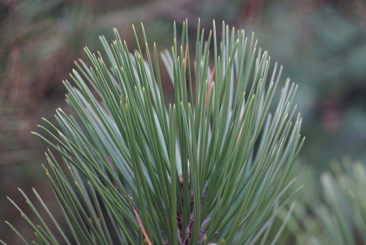 Pinus heldreichii Tuinplanten naald
