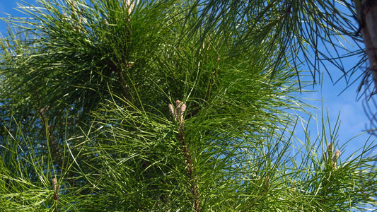 Pinus pinea op stam twijg