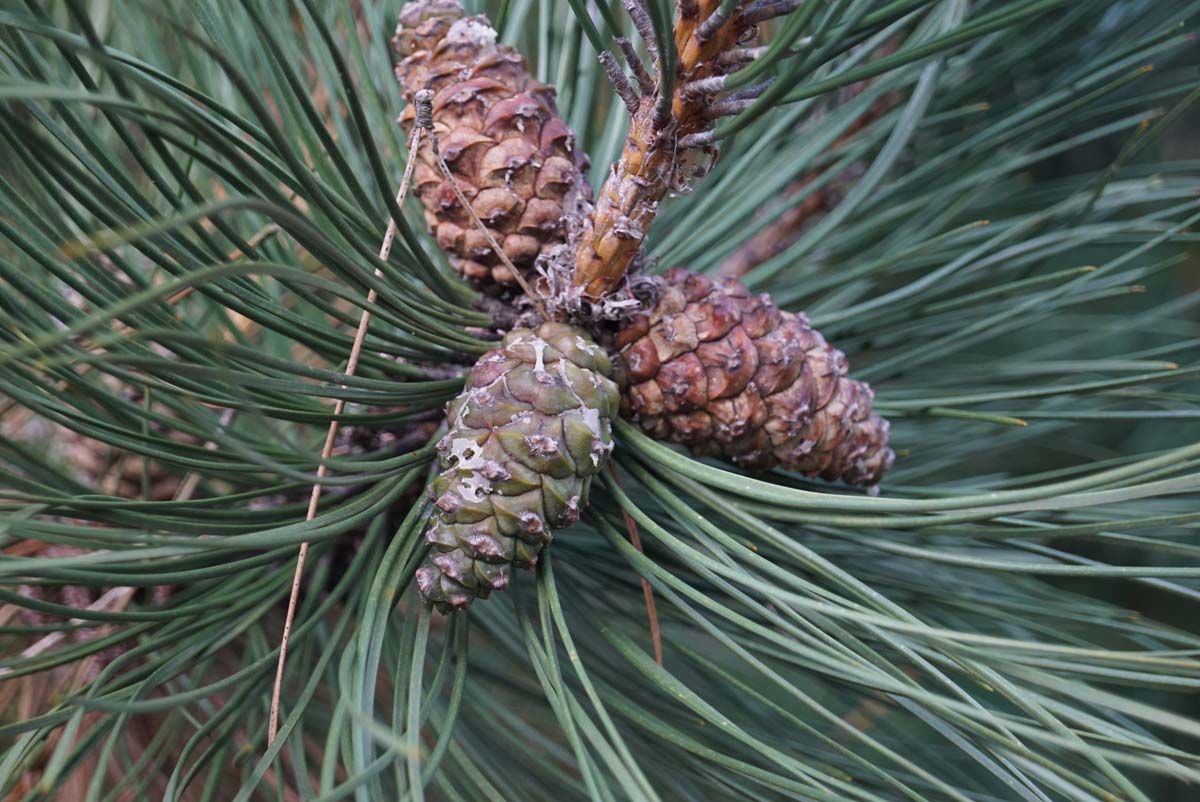 Pinus wallichiana op stam kegel