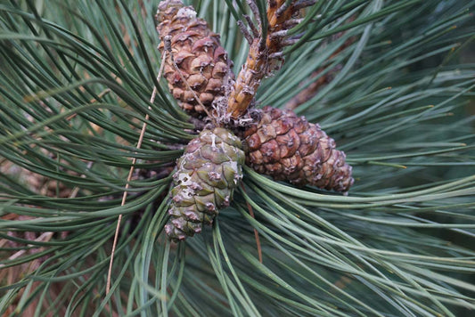 Pinus wallichiana meerstammig / struik kegel