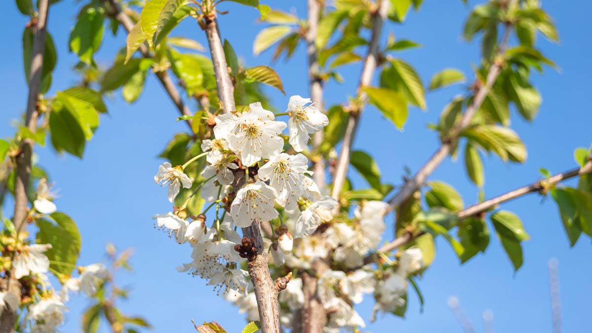 Prunus avium 'Lapins' leiboom bloem
