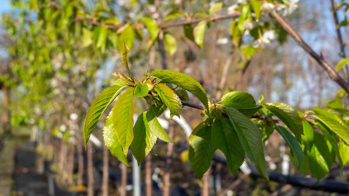 Prunus avium 'Lapins' leiboom blad