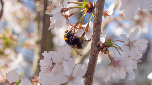 Prunus nipponica 'Brillant' op stam bloem