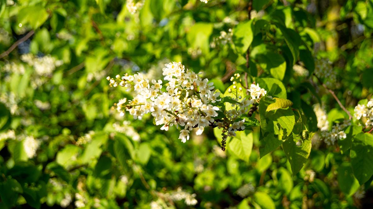 Prunus padus solitair bloem