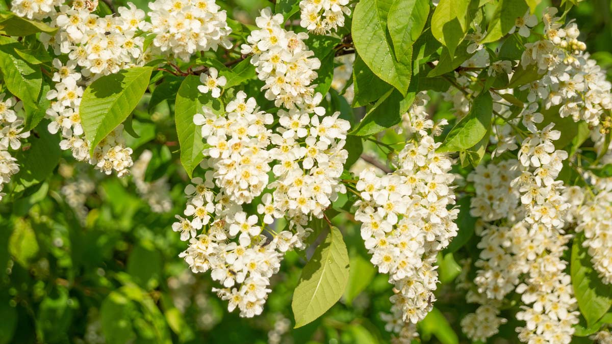 Prunus padus Tuinplanten bloesem