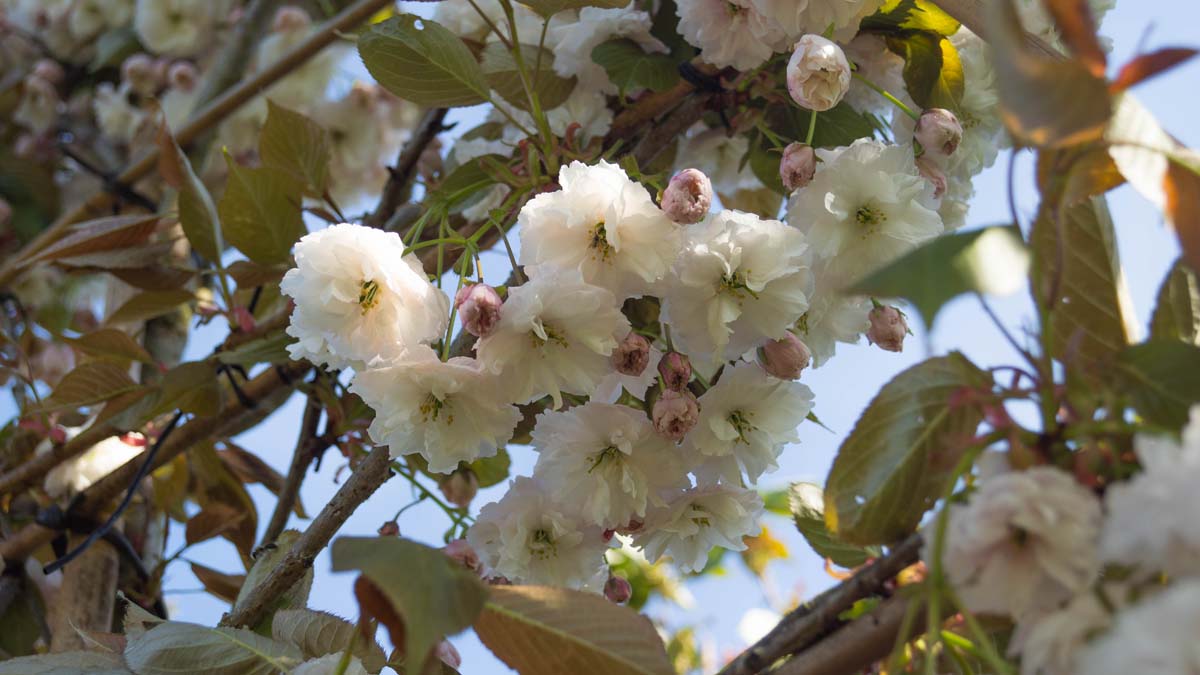 Prunus serrulata 'Kanzan' op stam bloem