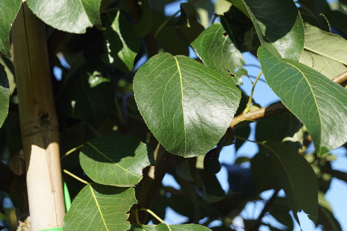 Pyrus communis 'Clapp's Favourite' Tuinplanten blad