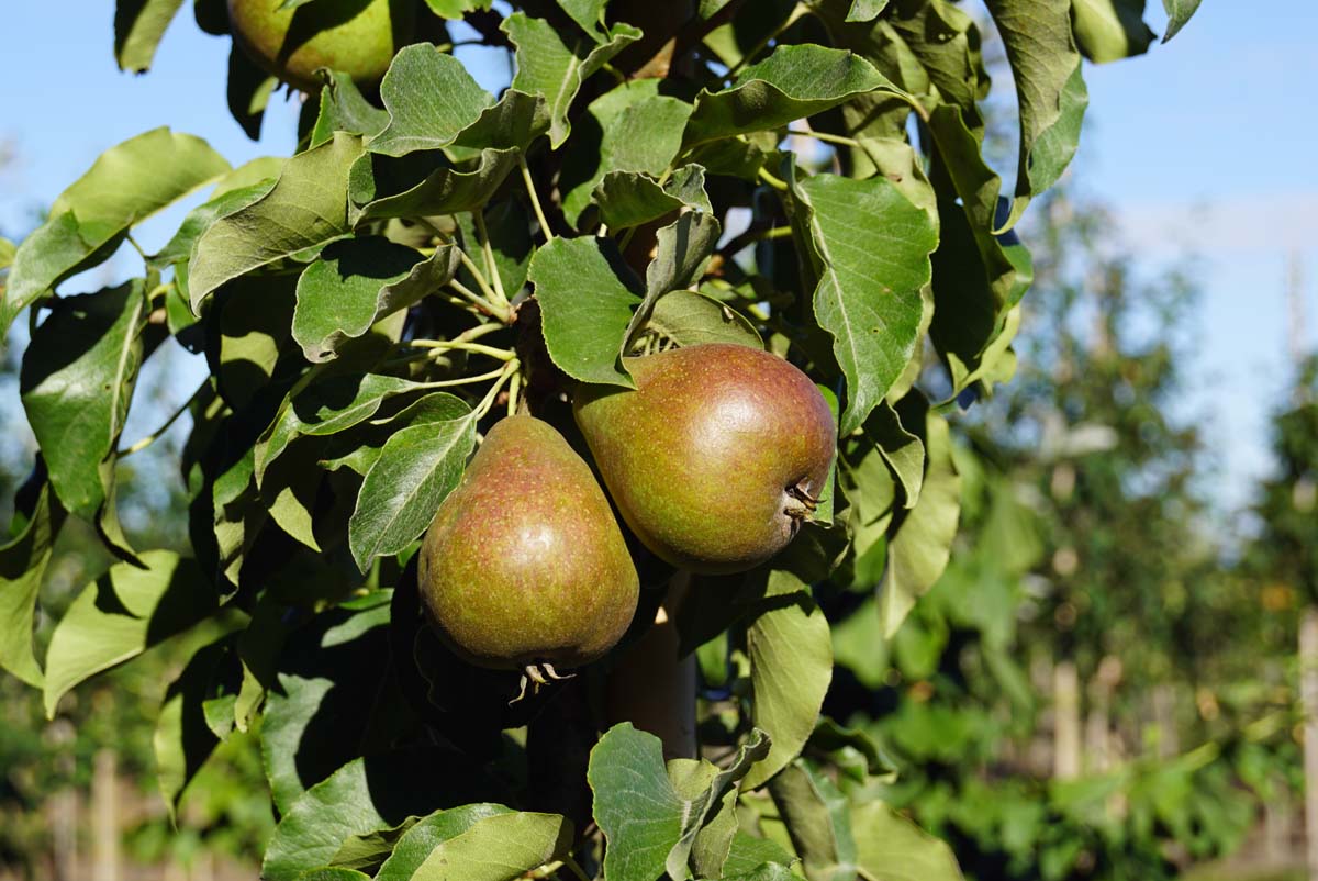 Pyrus communis 'Gieser Wildeman' op stam peer