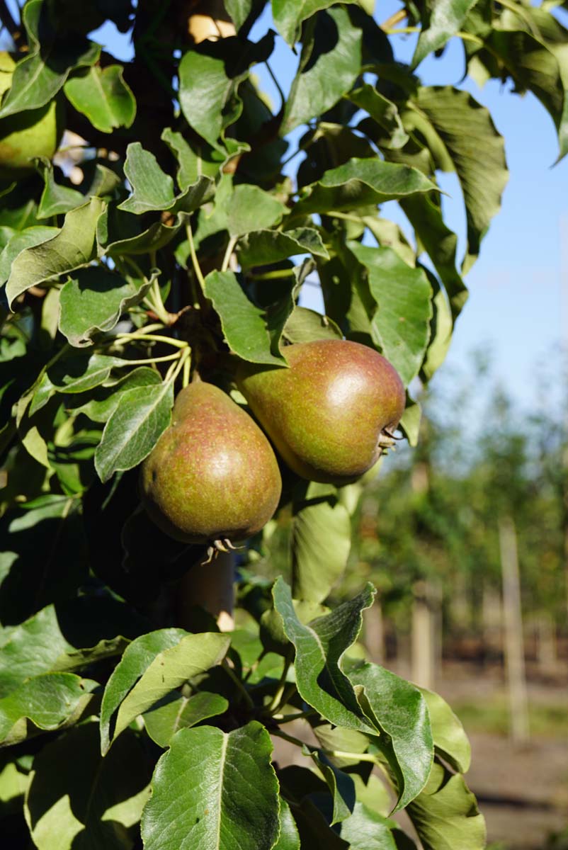 Pyrus communis 'Gieser Wildeman' op stam peer