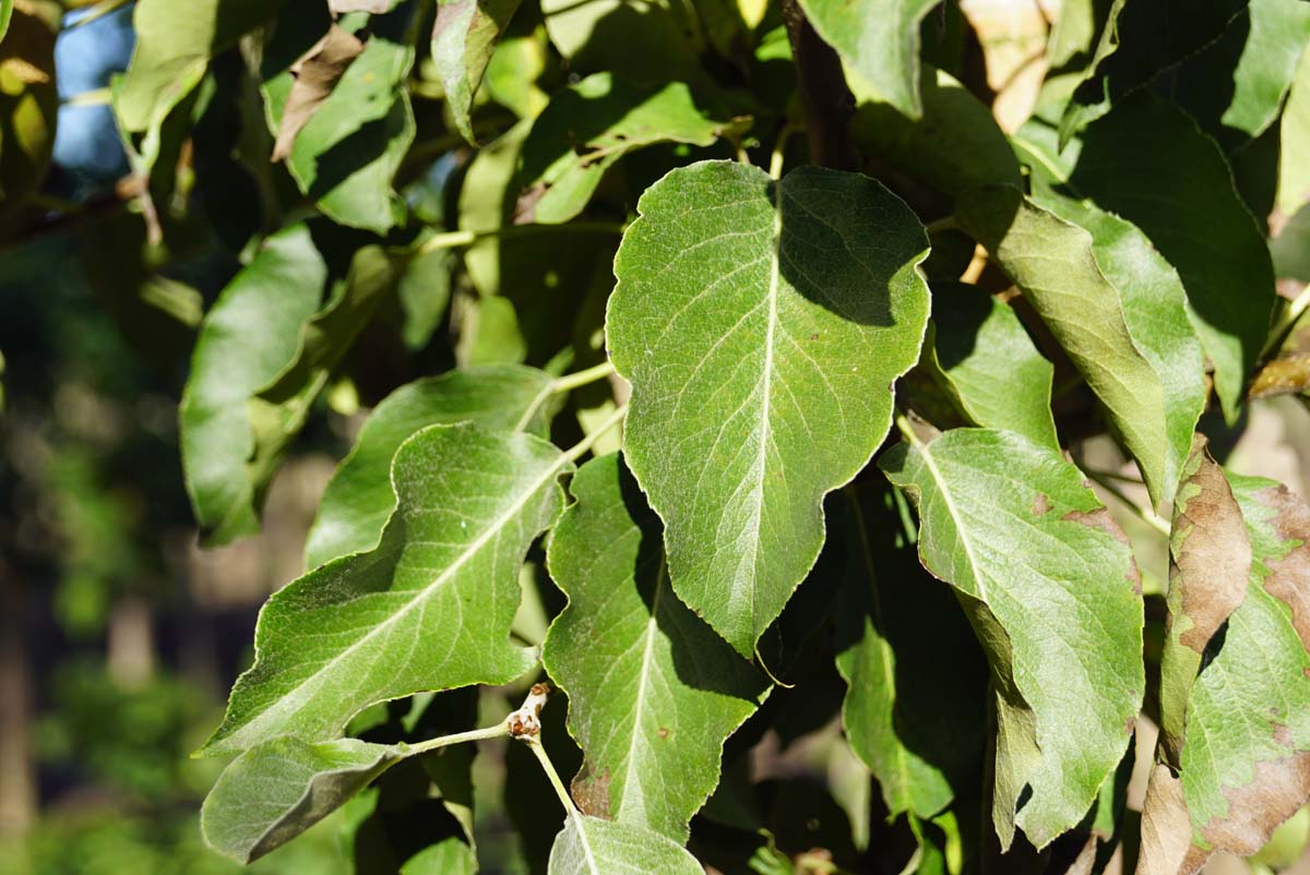 Pyrus communis 'Gieser Wildeman' op stam blad