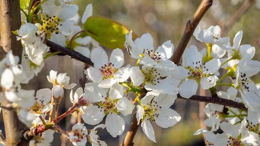 Pyrus communis 'Williams' leiboom bloesem