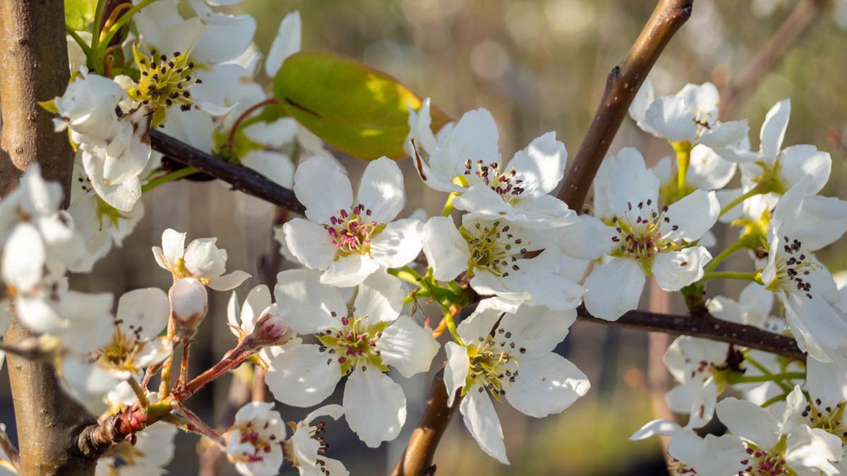 Pyrus communis 'Williams' op stam bloesem