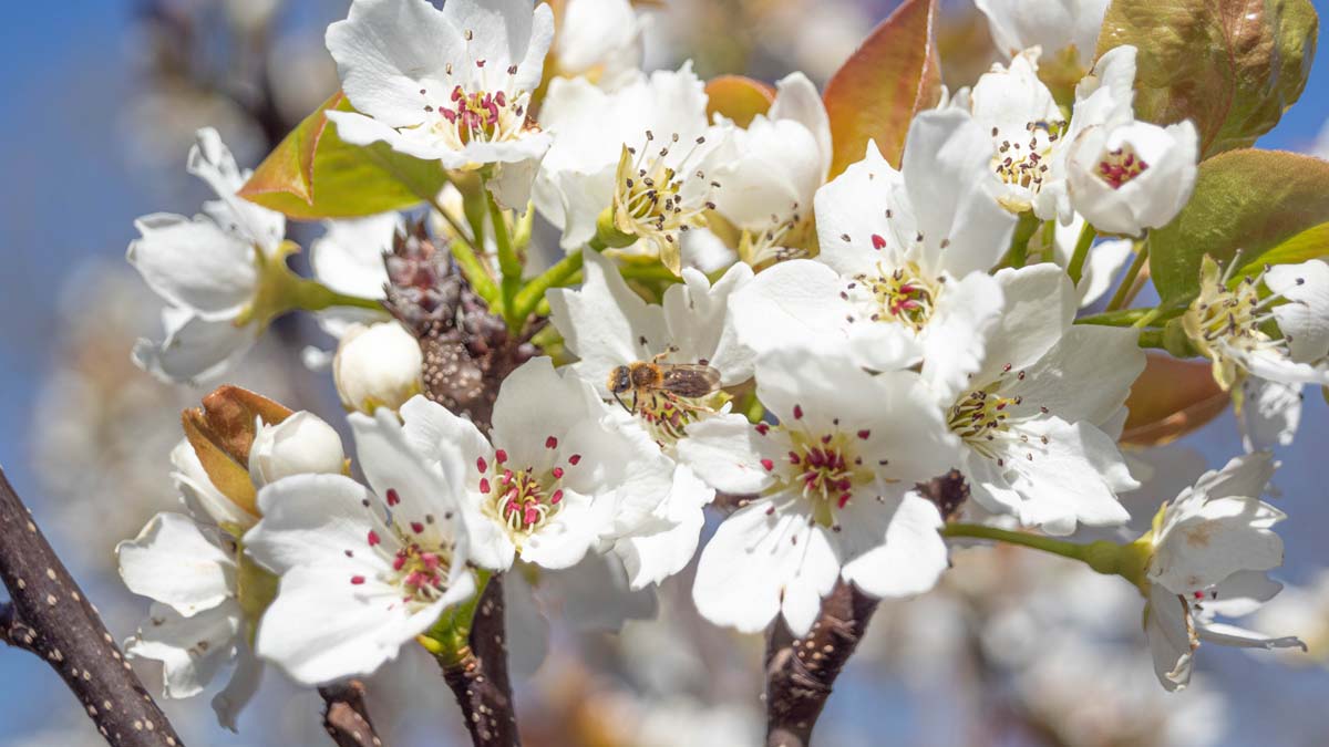 Pyrus pyrifolia 'Hosui' op stam biodiversiteit
